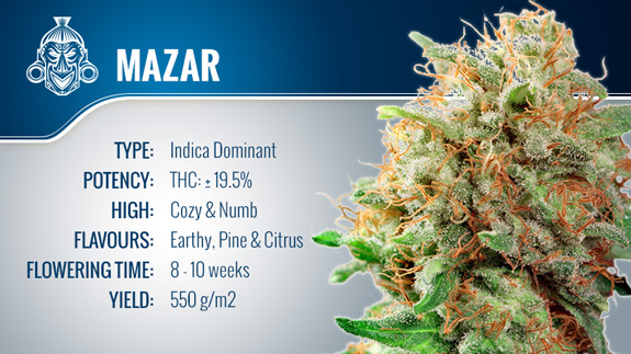 Sortenrezension Mazar Zamnesia Blog